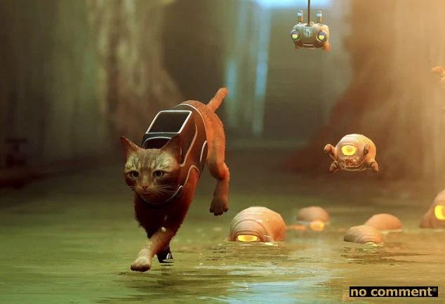 no comment - Chat : La patte gagnante